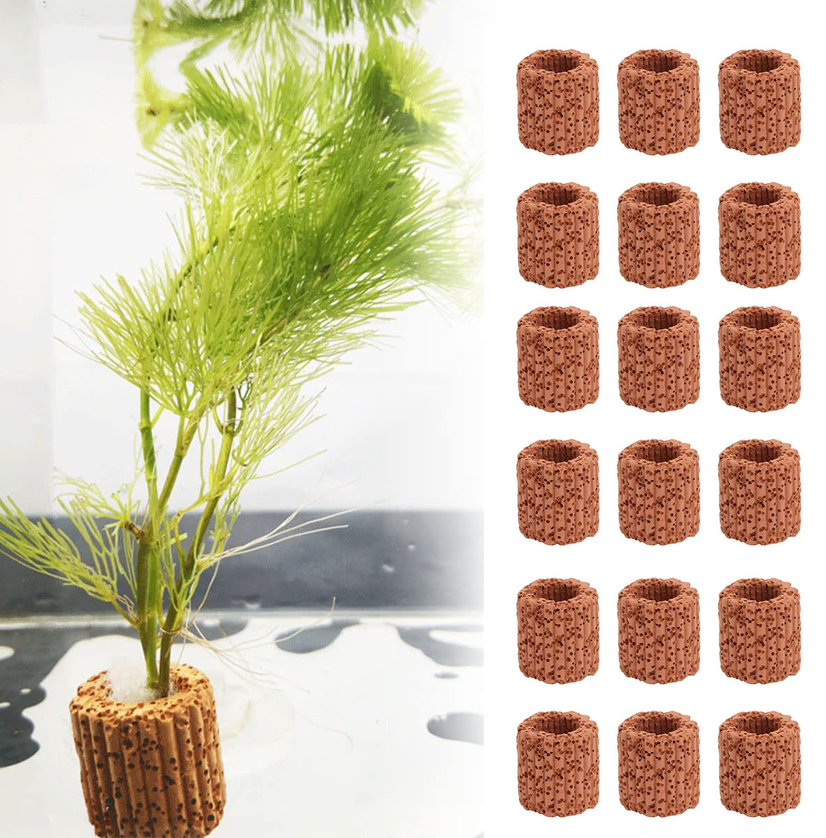 Aquarium Fish For Sale Online - 10/20Pcs Aquatic Water Plant Fixed Ring