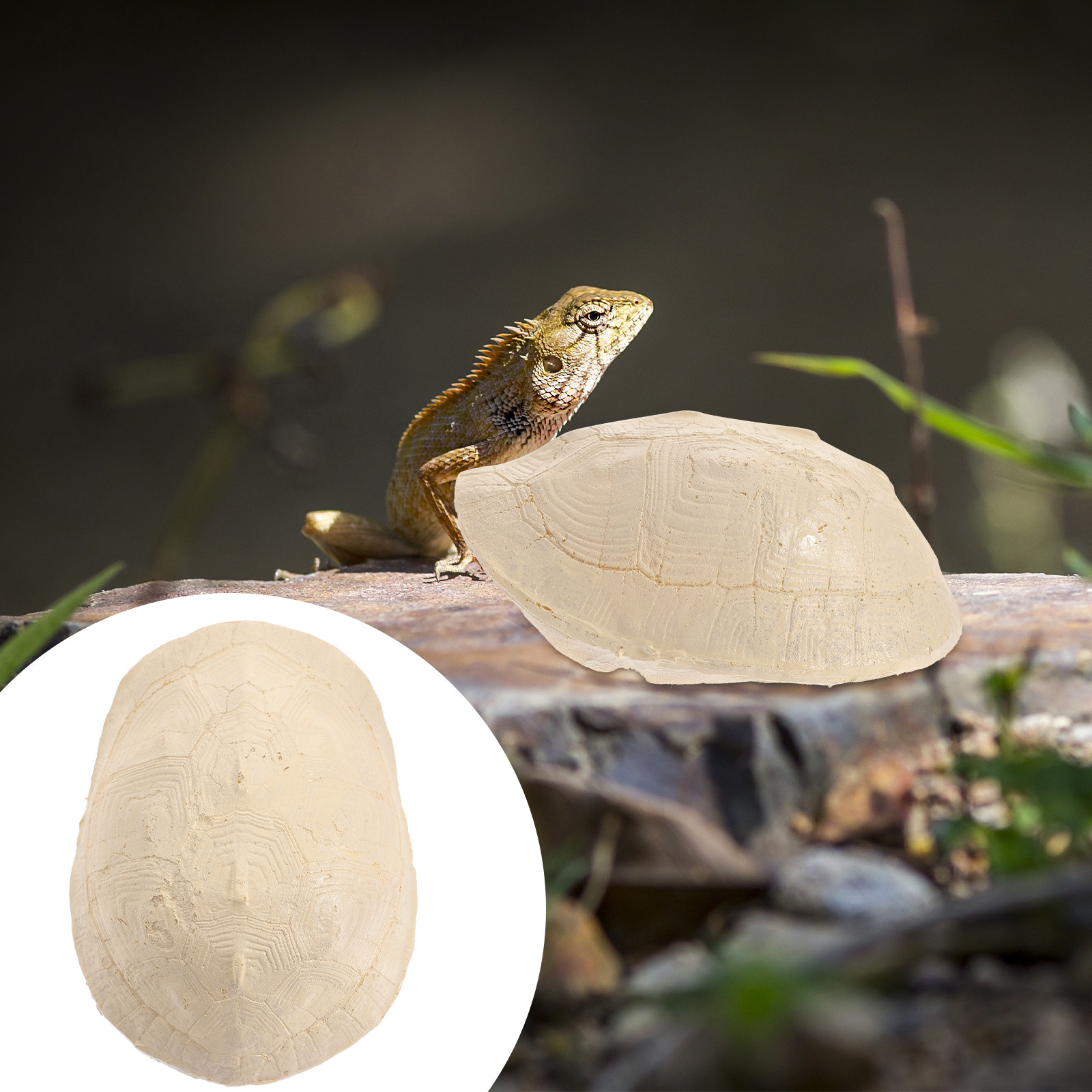 Aquarium Fish Big - Fish Tank Basking Platform Big Turtle