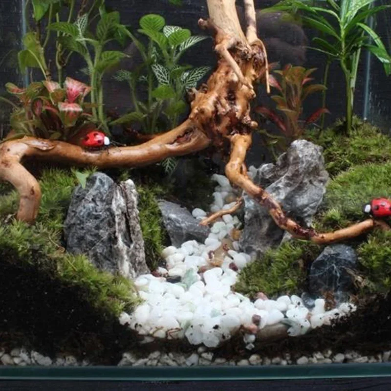 Natural Tree Trunk Driftwood A - Aquarium Fish For Sale Online ulasan dan harga