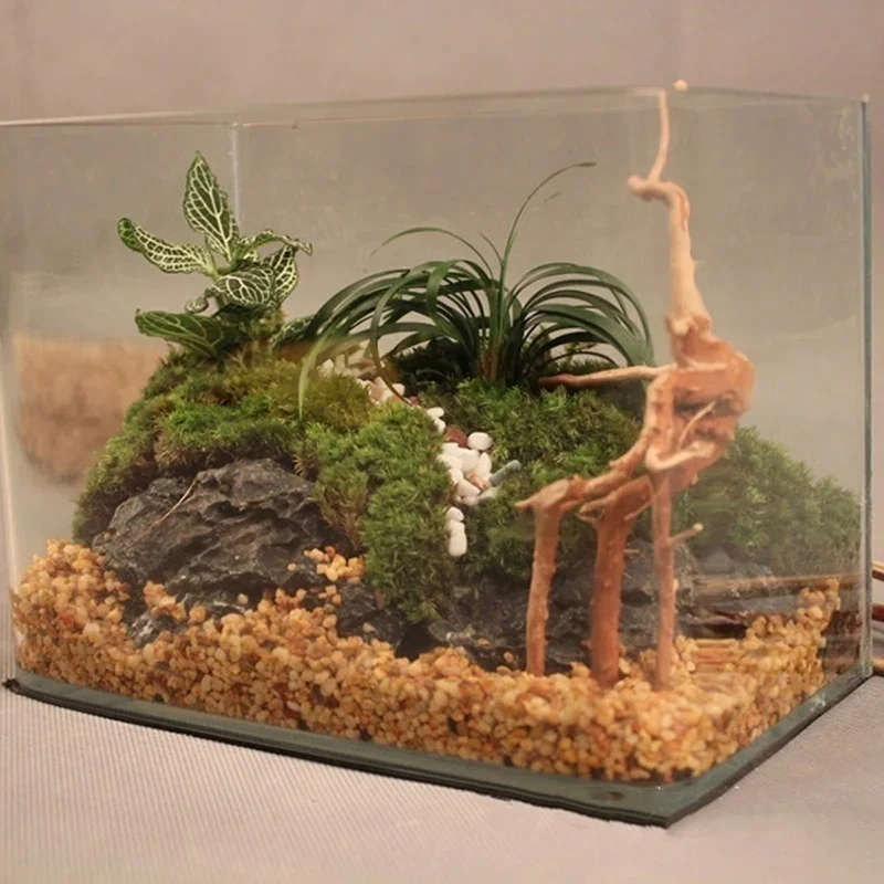 Natural Tree Trunk Driftwood A - Aquarium Fish For Sale Online ulasan dan harga