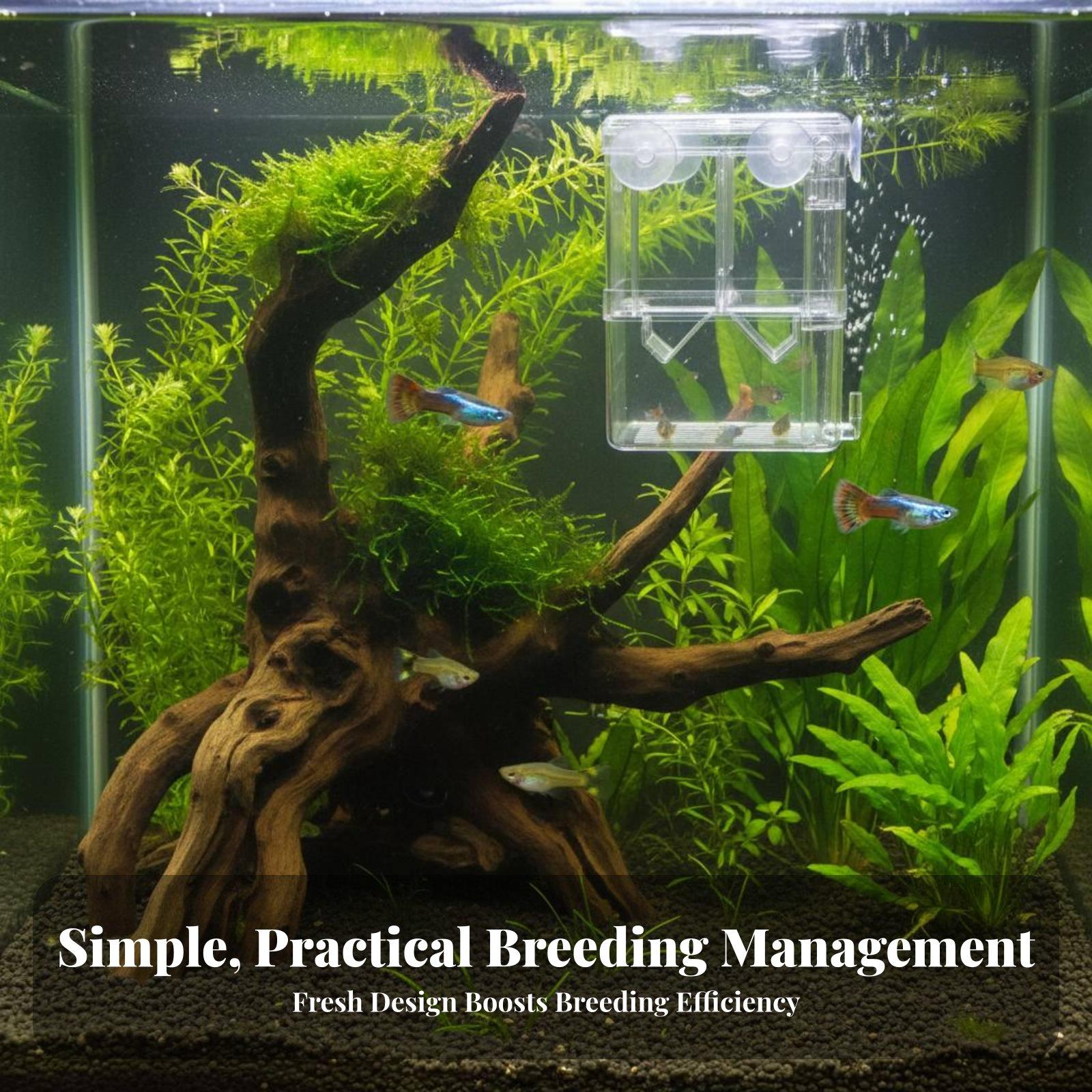 Double Layer Aquarium Breeding - Aquarium Fish In ulasan dan harga