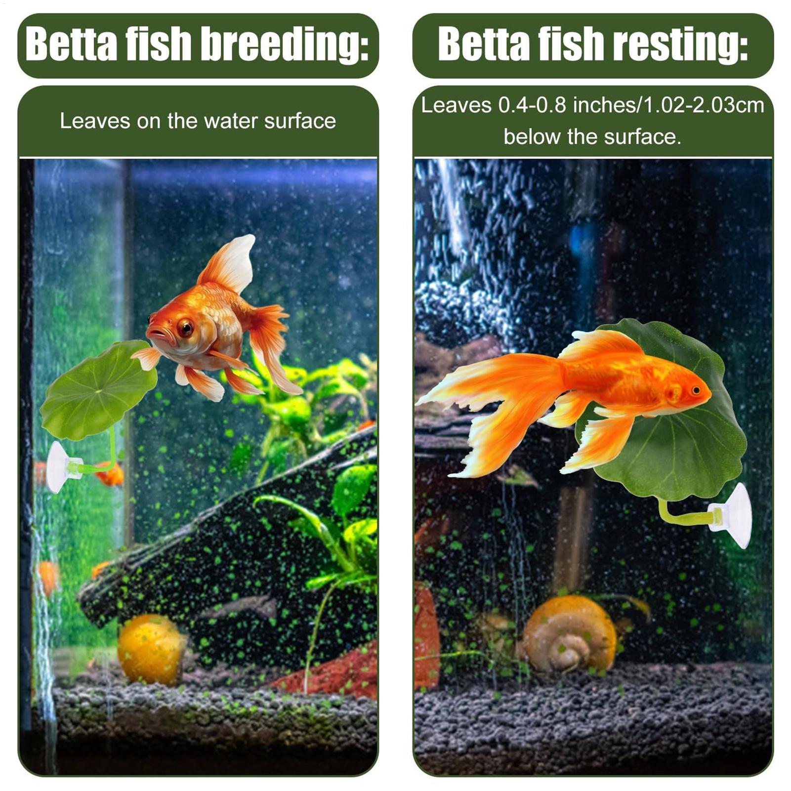 Betta Fish Hammock 5 Pieces Ad - Fish Toy In Aquarium ulasan dan harga