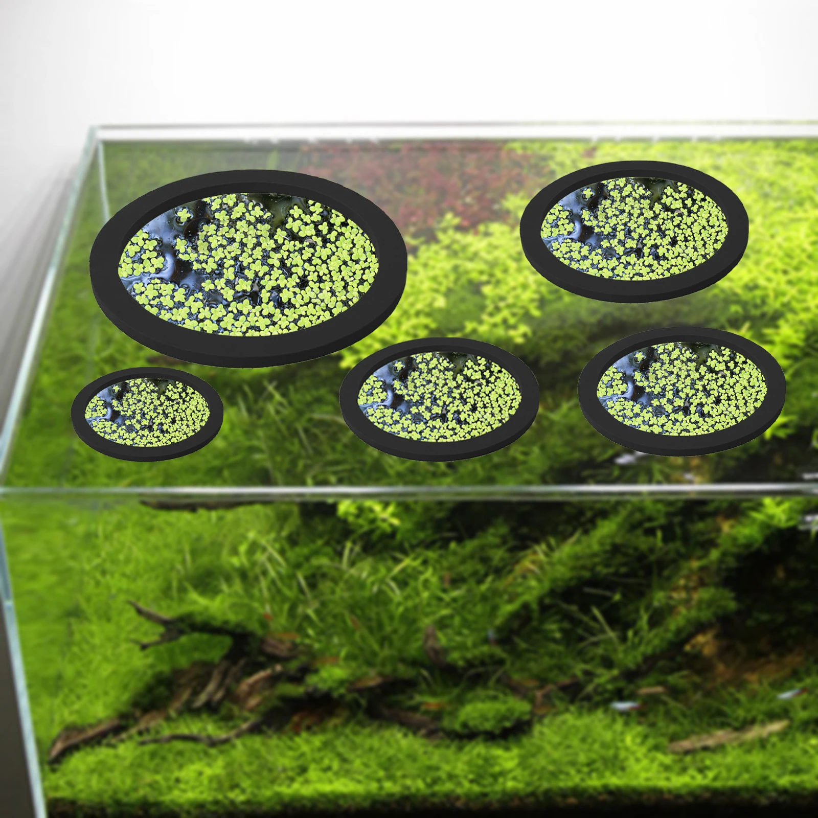 5Pcs EVA Fish Feeding Ring Aqu - Fish Aquarium Home ulasan dan harga