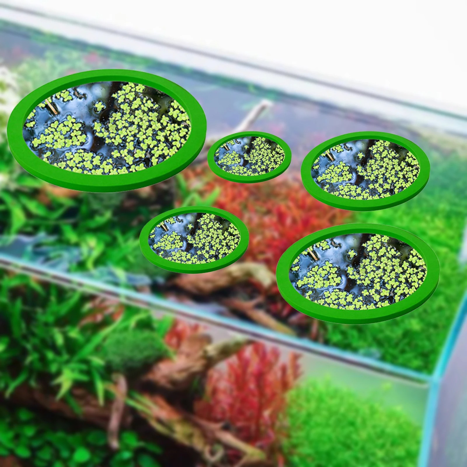 5Pcs EVA Fish Feeding Ring Aqu - Fish Aquarium Home ulasan dan harga