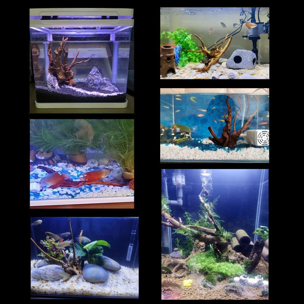 20-25CM Large Aquarium Driftwo - Aquarium Fish Big ulasan dan harga