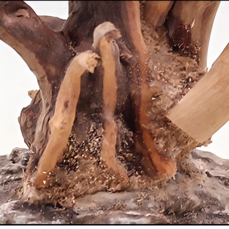 1PC Aquarium Landscaping Wood  - Aquarium Fish For Sale Online ulasan dan harga