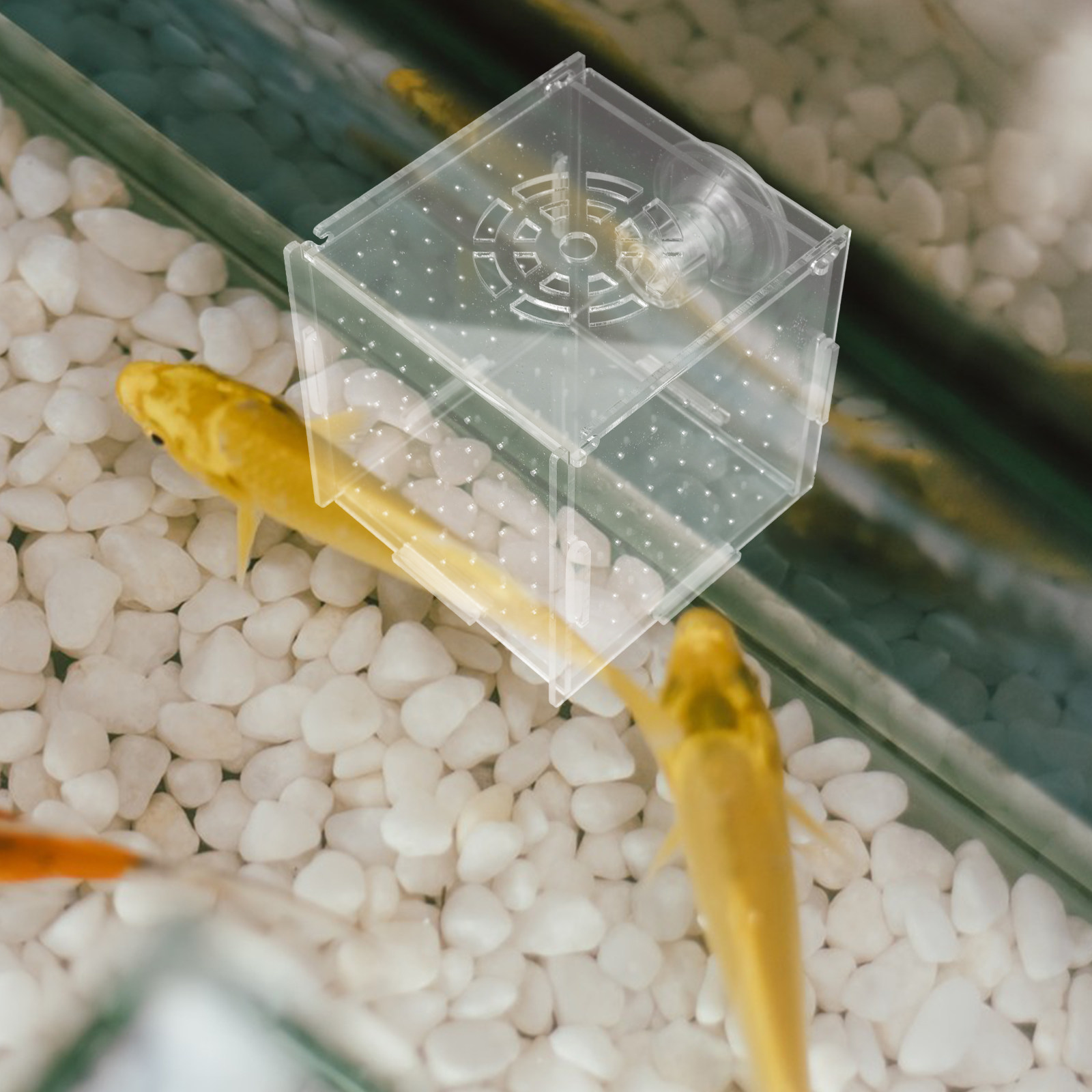 Fish Breeding Isolation Box Cl - Fish Toy In Aquarium ulasan dan harga