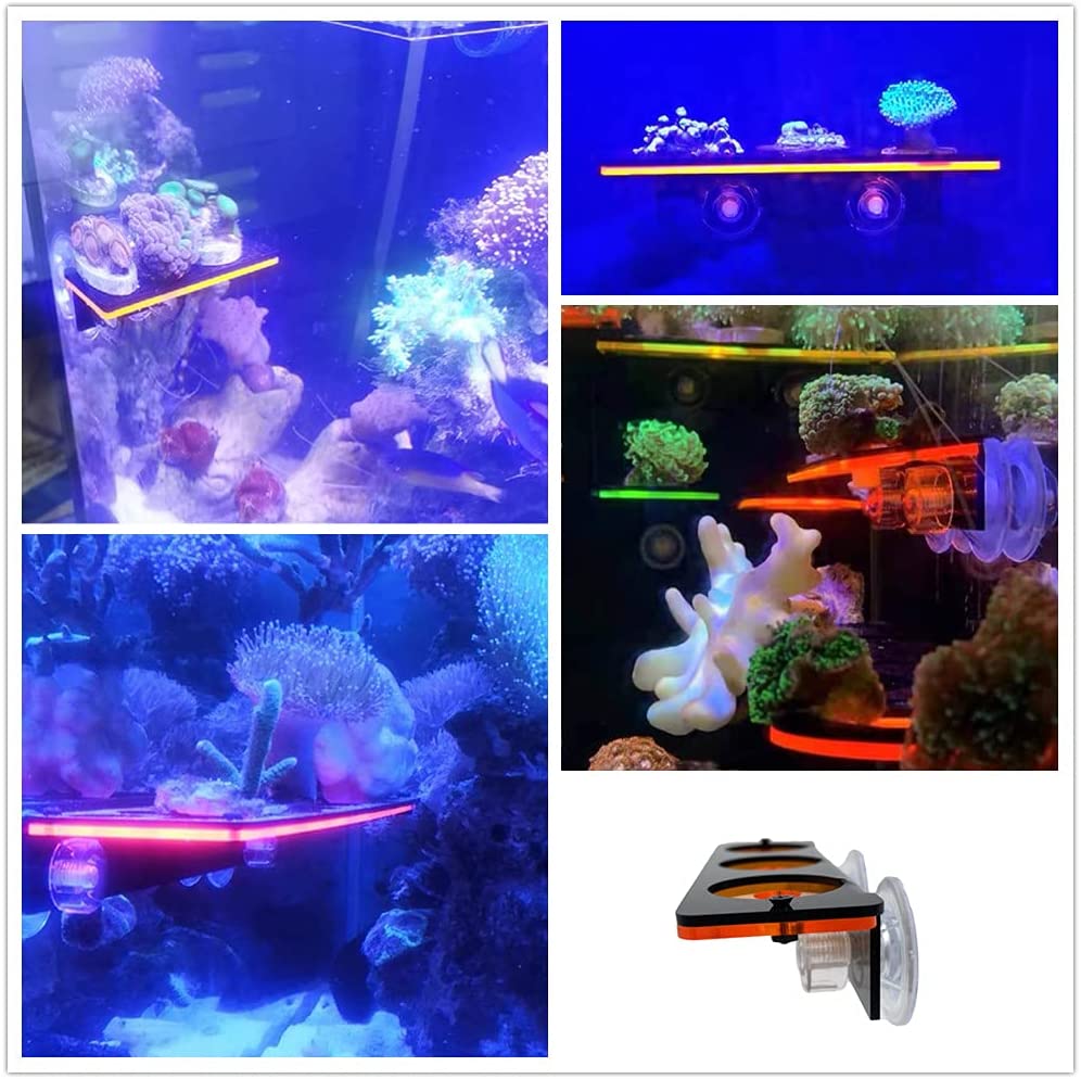 Fluorescent Coral Frag Plug Br - Aquarium Fish For Sale Online ulasan dan harga