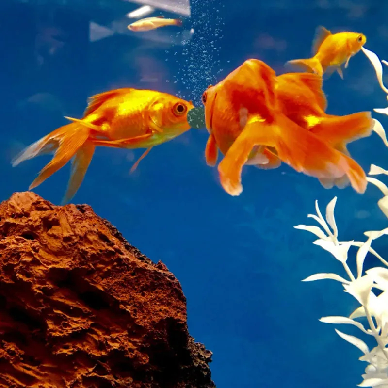 50/300pcs High Purity Spirulin - Aquarium Fish In ulasan dan harga